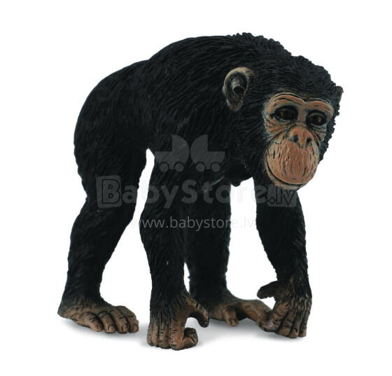 COLLECTA (M) Chimpanzee Female 88493