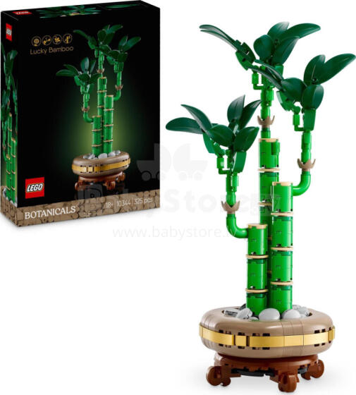 Botanicals Dracaena sanderiana (10344)