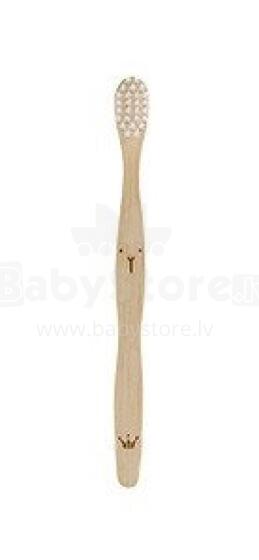 Bambusa zobubirste - 14.5 cm