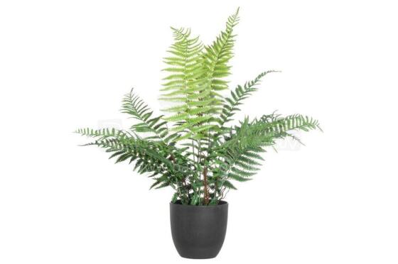 4Living Fern 66 cm