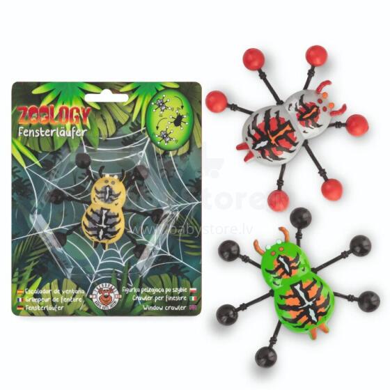 Zoology - Window crawler spider, 3 assorted