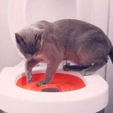 Kaķu apmācības tualete