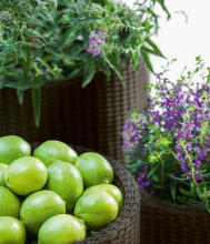 Puķu podu komplekts Cylinder Planters S+M+L brūns