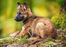 CASTORLAND puzzle Puppy in the Forest, 120 el. B-13258-1