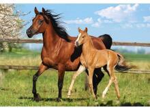 CASTORLAND puzzle Mare and Foal, 260 el.  B-27064-1