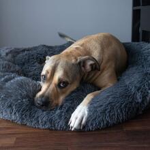 Dog or cat bed Springos PA0150 80 cm