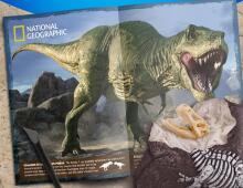 NATIONAL GEOGRAPHIC set T-Rex Skeleton Dig Kit, RTTREXDIG