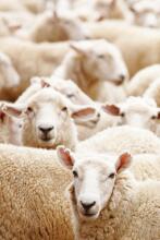 La bebe™ Merinos New Zeland  Art.213968 Merino wool blanket 65x90cm