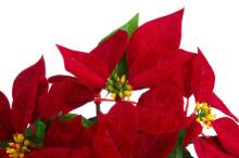 4Living Poinsettia в джутовом горшке красного цвета 26 см дисплей