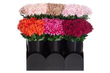 4Living Dālija 58 cm assortiments