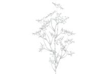 4Living Patrinia spray gold 76 cm