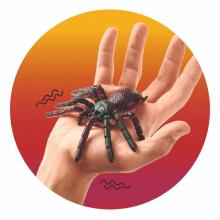 Zoology - Rubber spider, 4 assorted