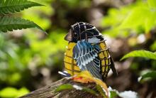 MAKEBUG 3D Paper puzzle Yellow-bellied Tit, MB-D-0003
