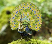 MAKEBUG 3D Paper puzzle green peafowl, MB-D-0016
