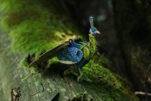 MAKEBUG 3D Paper puzzle green peafowl, MB-D-0016