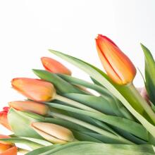 Fresh La Petit Fluer Art. LPT-TY9 Fresh Yellow Tulips Bouquet – 9 pcs (delivery next day to Pērnavas 5)