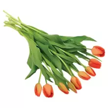 Fresh La Petit Fluer Art. LPT-TY9 Tulpes Dzeltenas 21gb (piegāde nākamajā dienā uz Pērnavas 5)