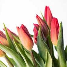 Fresh La Petit Fluer Art. LPT-TR51 Fresh Red Tulips Bouquet – 21 pcs (delivery next day to Pērnavas 5)