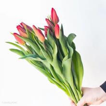 Fresh La Petit Fluer Art. LPT-TR51 Fresh Red Tulips Bouquet – 21 pcs (delivery next day to Pērnavas 5) with Bear 100cm