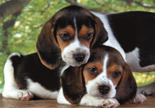 Puzzle 500 HQC BEAGLE KUCĒNI Plakāts Clementoni 35536