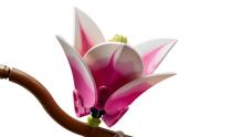 LEGO Botanicals Magnolia Branches