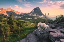 Ravensburger Puzzle 3000 pc With an Alpine Ibex Kid