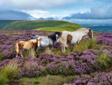 Ravensburger Puzzle 2000 Pieces: Wild Horses in the Heathe