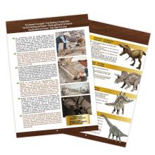 Buki muzeja Triceratops galvaskauss