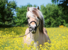 Ravensburger Puzzle 500 pc White horse
