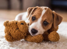 Ravensburger Puzzle 500 Pieces: Cute Puppy