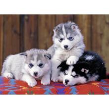 Ravensburger puzle 200 gab. Huskiji