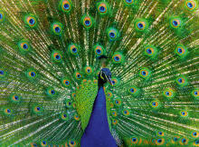 Ravensburger Puzzle 500 pc Peacock