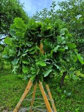 Bebe Basic Made in Latvia Art.296910  Wreath of oak leaves with flowers on ties, Ø25 cm.